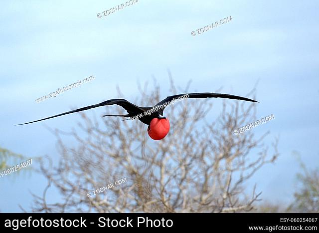 Magnificent Frigatebird (Fregata magnificens) male in flight with scarlet throat pouch inflated, North Seymour Island, Galapagos Islands, Ecuador