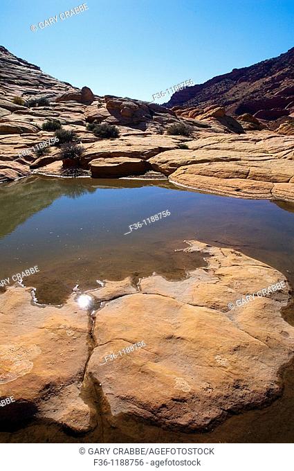 Seasonal pool of water at The Wave, Coyote Buttes, Paria Canyon Vermilion Cliffs Wilderness, Arizona