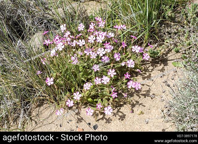 Silene littorea adscendens is an annual herb endemic to southeastern Spain. This photo was taken in Cabo de Gata Natural Park, Almeria, Andalucia, Spain