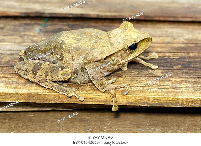 Image of Frog, Polypedates leucomystax, polypedates maculatus. Amphibian. Animal