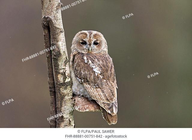 Tawny Owl (Strix aluco) adult, perched on Birch Polypore (Piptoporus betulinus), Suffolk, England, October, controlled subject