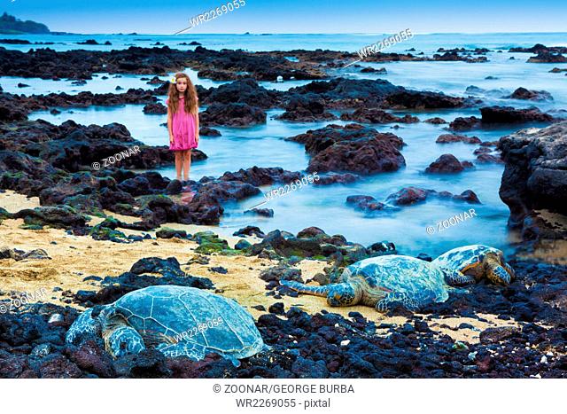 Little girl exploring a volcanic rocky shore with green sea turtles resting in Hawaii. The focus is on turtles