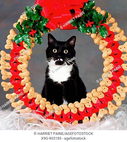 Cat with dog bone Christmas wreath