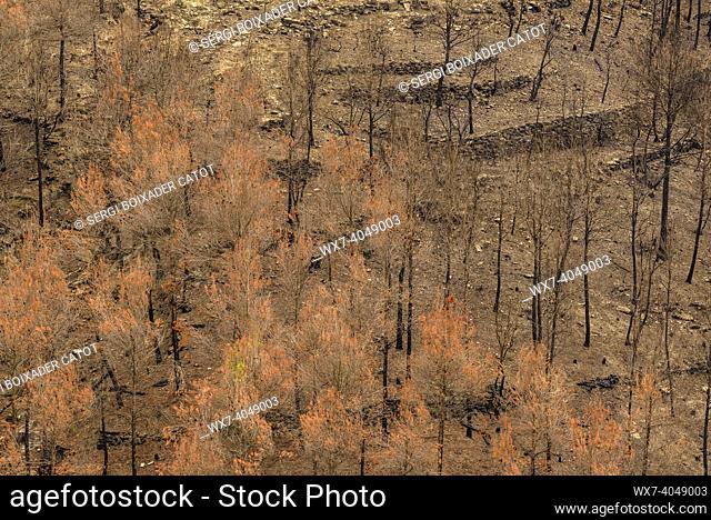 Tubs (Tines in catalan) and the Flequer valley after the 2022 Pont de Vilomara fire in the Sant Llorenç del Munt i l'Obac Natural Park (Bages, Barcelona
