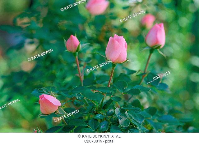 Sweetheart Roses (Rosa x "Cecile Brunner")