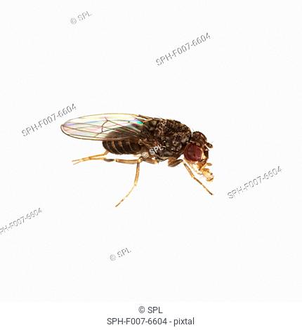 Fruit fly (order Diptera)