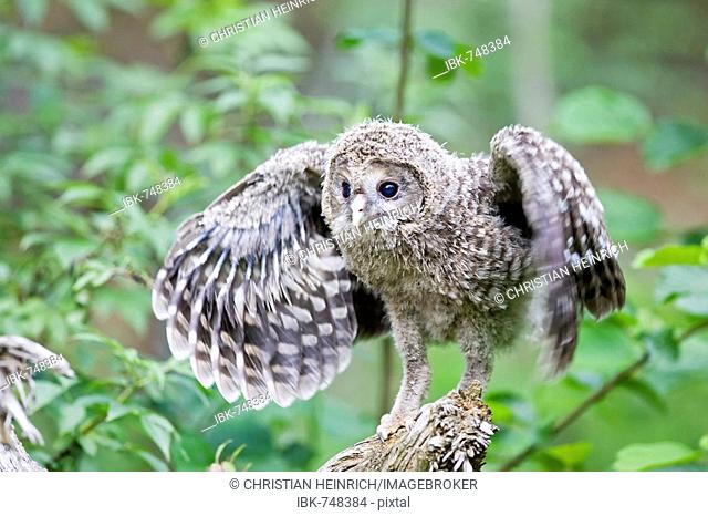 Young Ural Owl (Strix uralensis) practicing flying, Bavaria, Germany, Europe