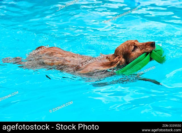 purebred english cocker swimming in a swimming pool
