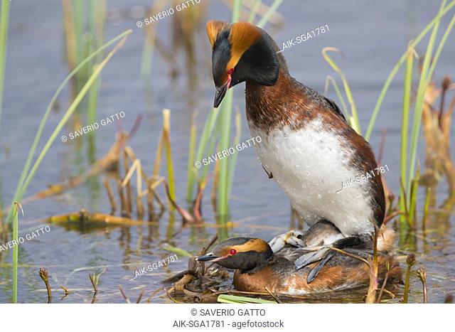 Horned Grebe (Podiceps auritus), pair mating on the nest