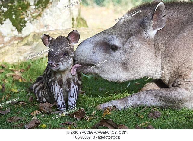 Brazilian tapir mother grooming baby - 2 weeks old - (Tapirus terrestris), captive, ZooParc Beauval, France