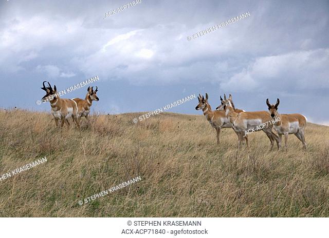 Small herd of wild Pronghorn antelope (Antilocapra americana) in tall grass prairie. Custer State Park, South Dakota, USA