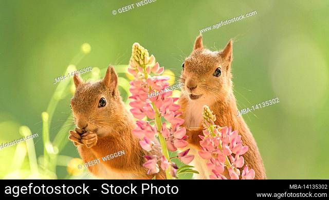 red squirrels is standing with pink lupines looking at viewer
