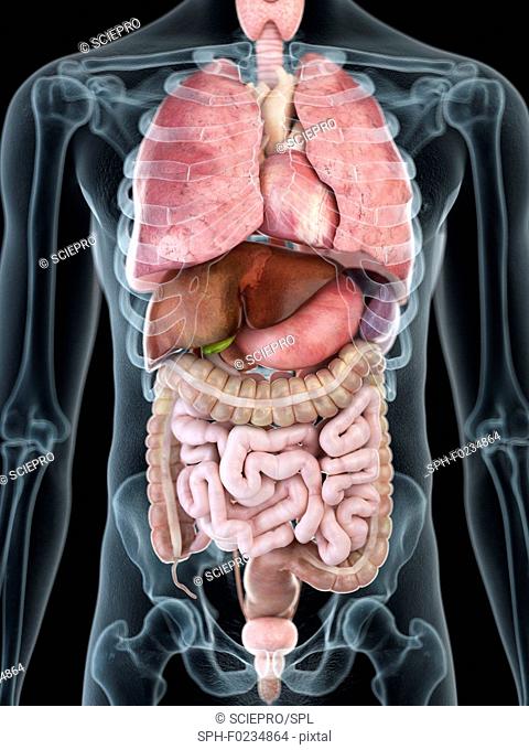 Illustration of a man's internal organs