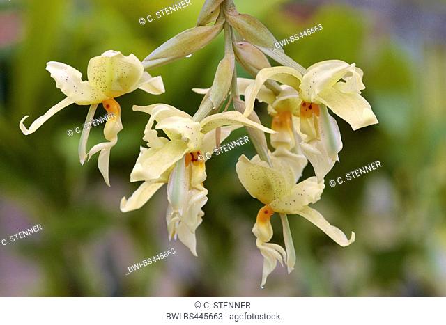 Stanhopea (Stanhopea ruckeri), flowers