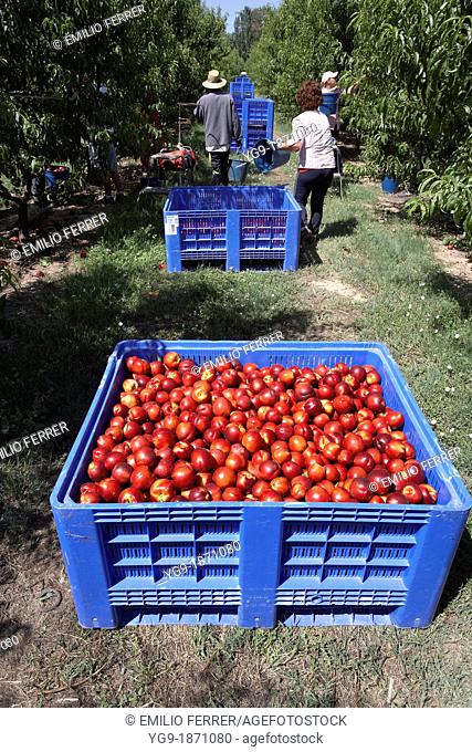Collecting nectarines from trees  LLeida  Spain