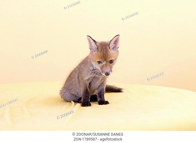 young red european fox