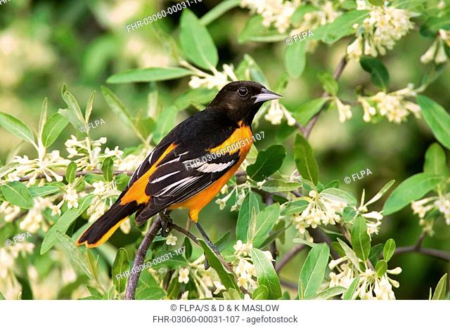 Baltimore Oriole Icterus galbula adult male, perched in autumn olive tree, U S A