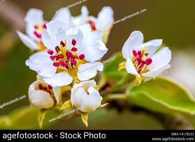 Close up of pear tree blossoms