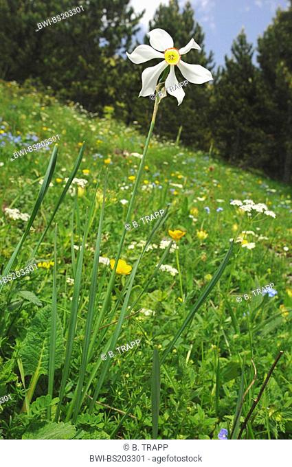 pheasant's-eye daffodil, pheasant's-eye narcissus, poet's narcissus (Narcissus poeticus), blooming on a meadow in spring, Spain, Katalonia, Pyrenees, Val dÆAran