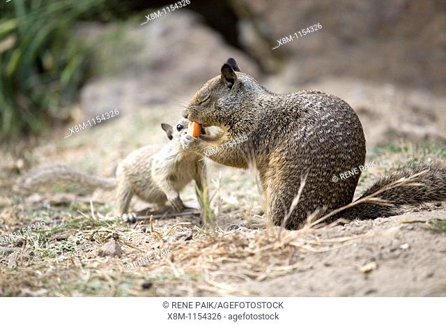 California Ground Squirrel (Spermophilus beecheyi) baby attempts to recover its food from an adult squirrel at Alameda's Crown Beach