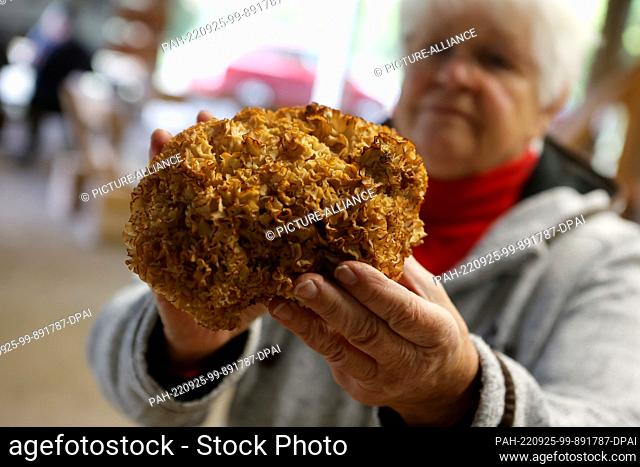 25 September 2022, Saxony-Anhalt, Silberhütte: Mushroom expert Barbara Grzyb holds a curly hen in her hands. The popular edible mushroom is currently in its...