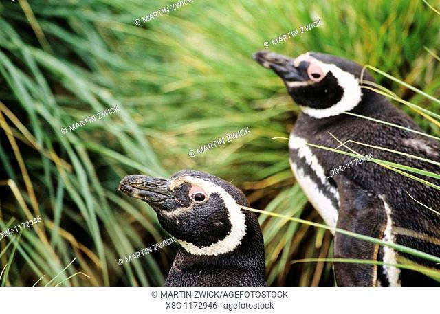 Magellanic penguin Spheniscus magellanicus in a thicket of Tussock Gras, the natural vegetation of the Falkland Island coastline  The range of Magellanic...
