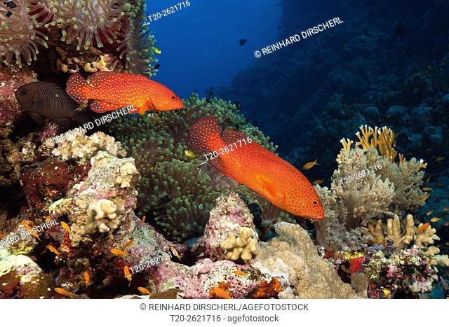 Coral Grouper, Cephalopholis miniata, Red Sea, Ras Mohammed, Egypt