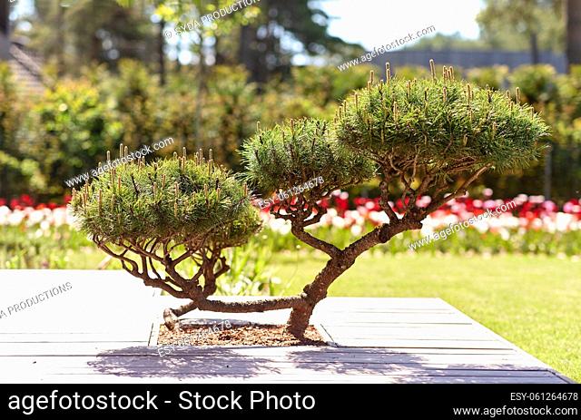 close up of bonsai or pine tree at summer garden