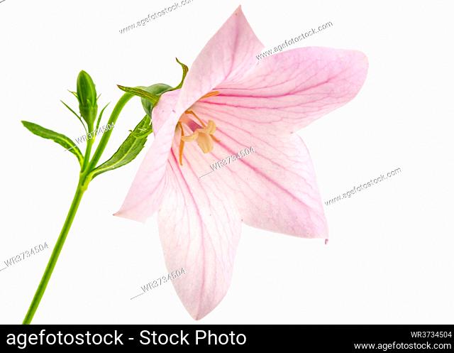Rose flower of Platycodon (Platycodon grandiflorus) or bellflowers, isolated on white background