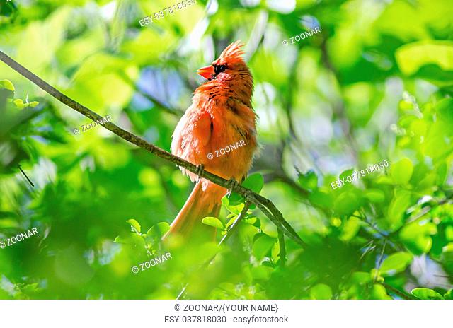 Male Northern Cardinal (Cardinalis cardinalis) north carolina bird