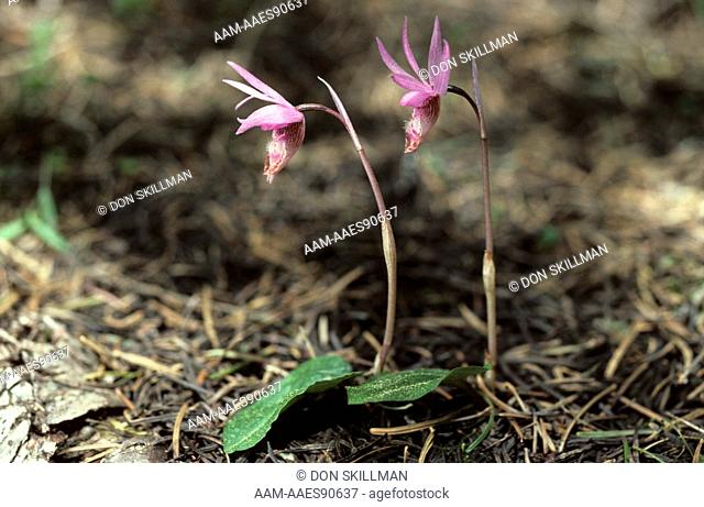 Calypso Orchid (Calypso bulbosa) SW OR