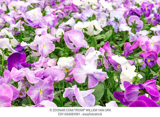 Flower field of purple violets