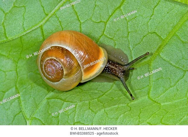 White-lip gardensnail, White-lipped snail, Garden snail, Smaller banded snail (Cepaea hortensis), banded snail on a leaf, Germany