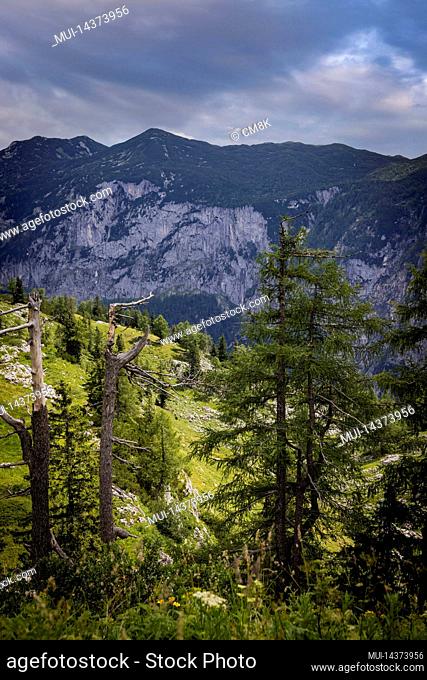 Mountain landscape in the Austrian Alps coniferous trees on the mountain Loser, Altaussee, Austria