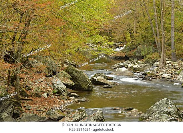 Autumn foliage overhanging the Little River, Great Smoky Mountains NP, Tennessee, USA