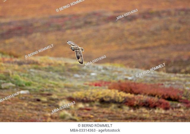 North America, the USA, Alaska, Brooks Range, marsh ear owl, Asio flammeus