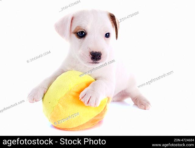 portrait of a puppy jack russel terrier with his ball in studio