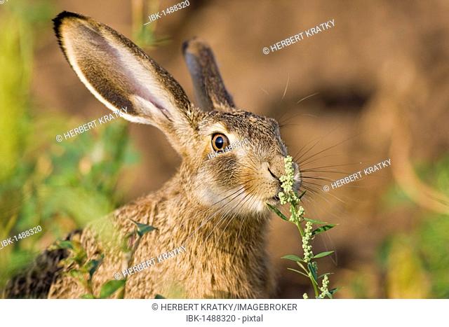 Hare (Lepus europaeus), Apetlon, Burgenland, Austria, Europe