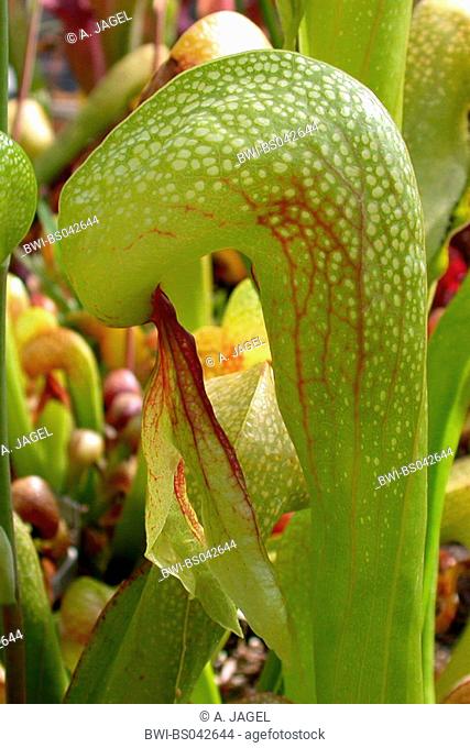 California pitcher plant, Cobra Lily Plant (Darlingtonia californica), tarp leaf with leaves in the dome