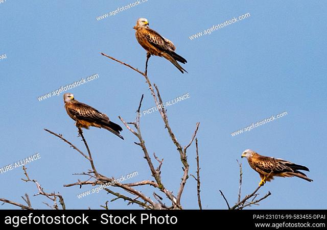 05 October 2023, Saxony-Anhalt, Lutherstadt Wittenberg: 05.10.2023. Three red kites (Milvus milvus) are sitting on a bare tree some kilometers south of...