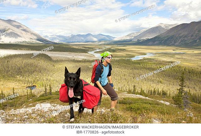 Young woman hiking, pack dog, Alaskan Husky, sled dog, carrying a dog pack, backpack, Wind River and Mackenzie Mountains behind, Yukon Territory, Canada