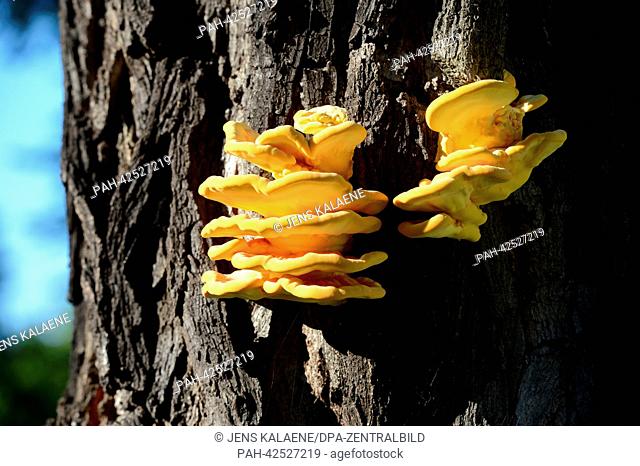 Yellow Bracket fungi of the fungus species Laetiporus sulphureus grow out of the trunk at the bark of a robinia in Berlin-Karlshorst, Germany, 05 September 2013