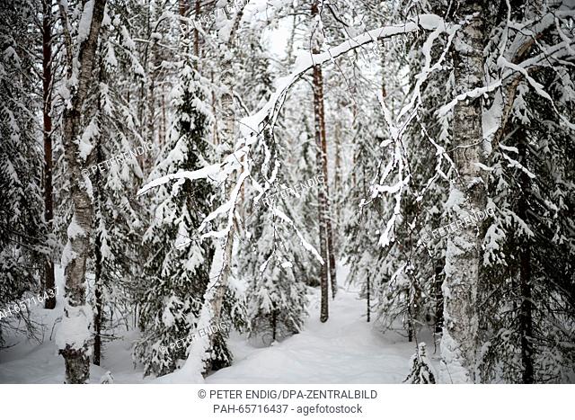 A snow-covered forest area in Rovaniemi, Lapland, Finland, 07 February 2016. Rovaniemi, the capital of Lapland, is located just south of the Arctic Circle
