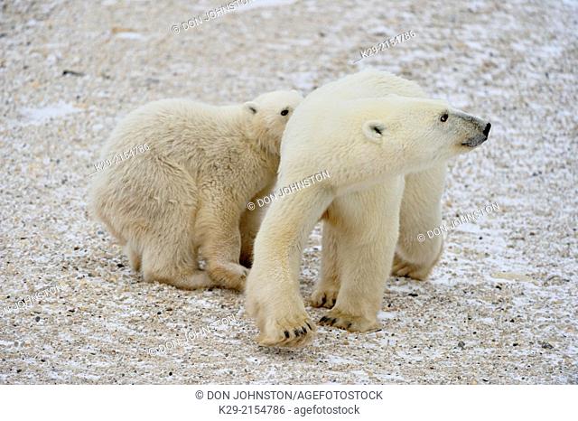 Polar Bear (Ursus maritimus) Mother with first-year cub , Wapusk NP, Cape Churchill, Manitoba, Canada