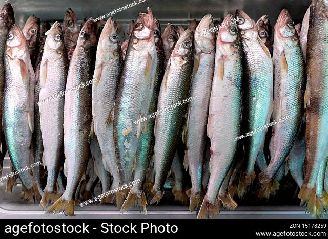 Set of frozen smelt fish with silver scales in freezer at seafood market. Close-up flat view. Concept: healthy eating, delicious, seafood market, Asian cuisine