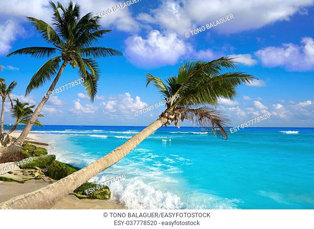 Playa del Carmen beach palm trees in Riviera Maya Caribbean of Mexico