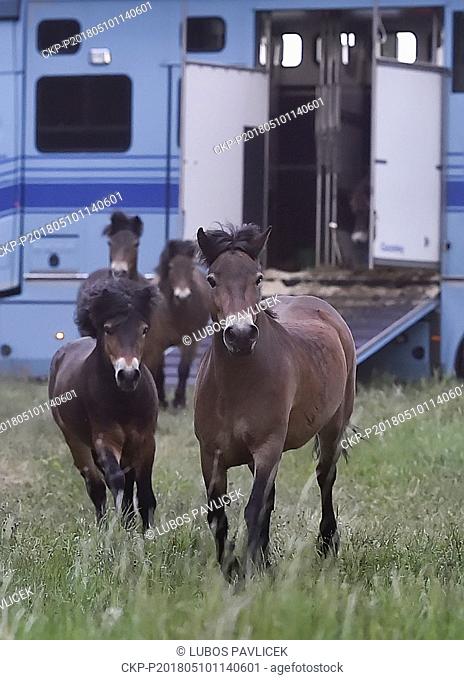 Eleven wild horses arrived from Exmoor, England, in the Podyji National Park in south Moravia today, on Thursday, May 10, 2018