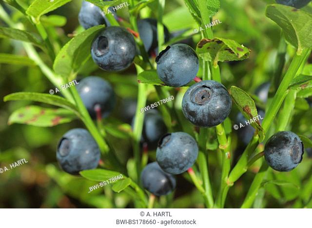 dwarf bilberry, blueberry, huckleberry, low billberry (Vaccinium myrtillus), berries at bush, Germany, Bavaria