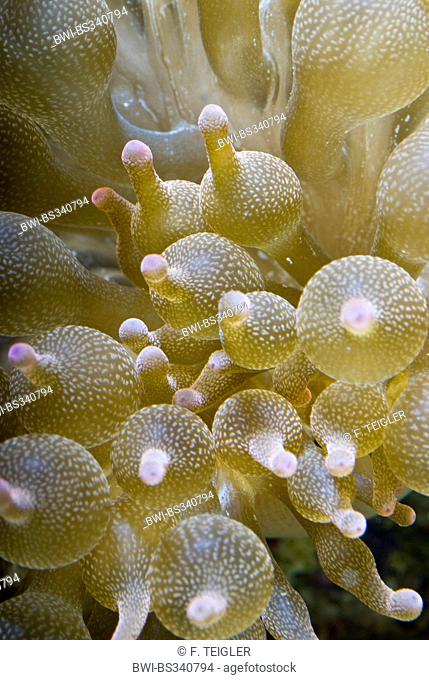 four-colored anemone, bubble-tip anemone, bulb-tip anemone, bulb-tentacle sea anemone, maroon anemone (Entacmaea quadricolor), macro shot