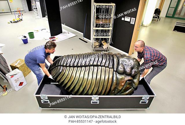 The employees Sven Erlacher (L) and Holger Rathaj carry a trilobite as a sofa for the exhibition in the Natural science museum in Chemnitz, Germany